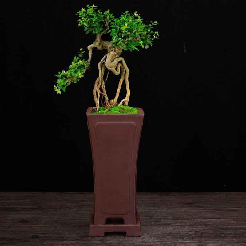 deep indoor plant pot 9" (23cm) Deep Handmade Premium Unglazed Cascade Pots w Stand – Mypotscape