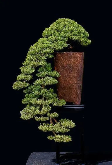 Bonsai Pots For Cascading Trees