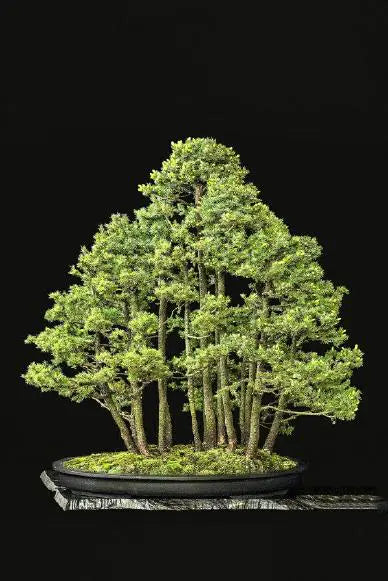 Landscape & Forest Bonsai Pots