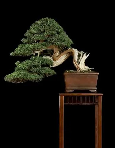 Semi-Cascade Bonsai Pots