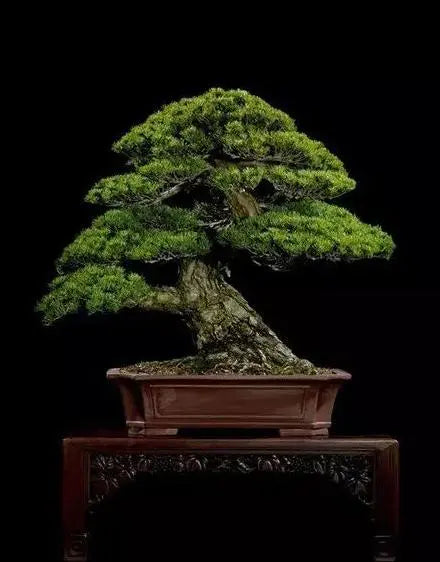 Pots For Upright Style Bonsai