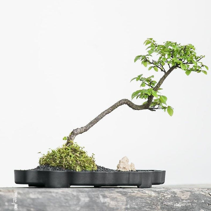 10.8" (27.5cm) Large Cloud Shaped Resin Shallow Bonsai Landscape Pot Shot 2