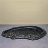 22.4 inch (57cm) Extra Large Rock-Like Abstract Shallow Forest Bonsai Slab Pots Black Color