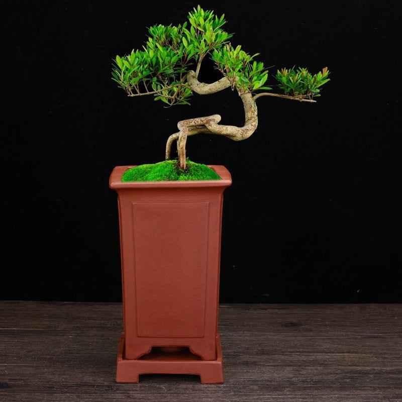 7.6" (19.5cm) Deep Handmade Unglazed Cascade Bonsai Pots w Stand