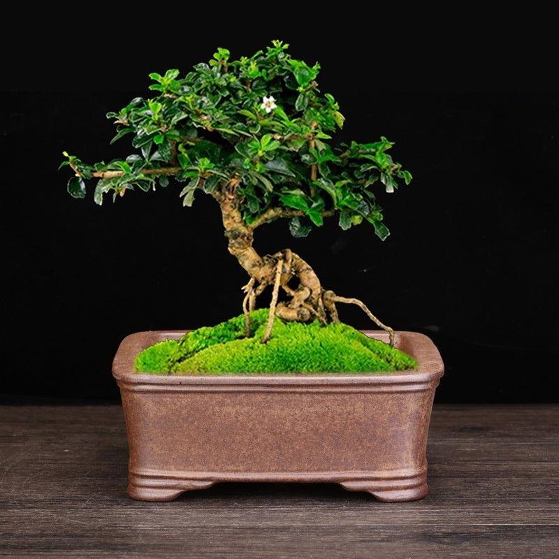 7" Rectangular Classical Brown Bonsai Pot - Potscape