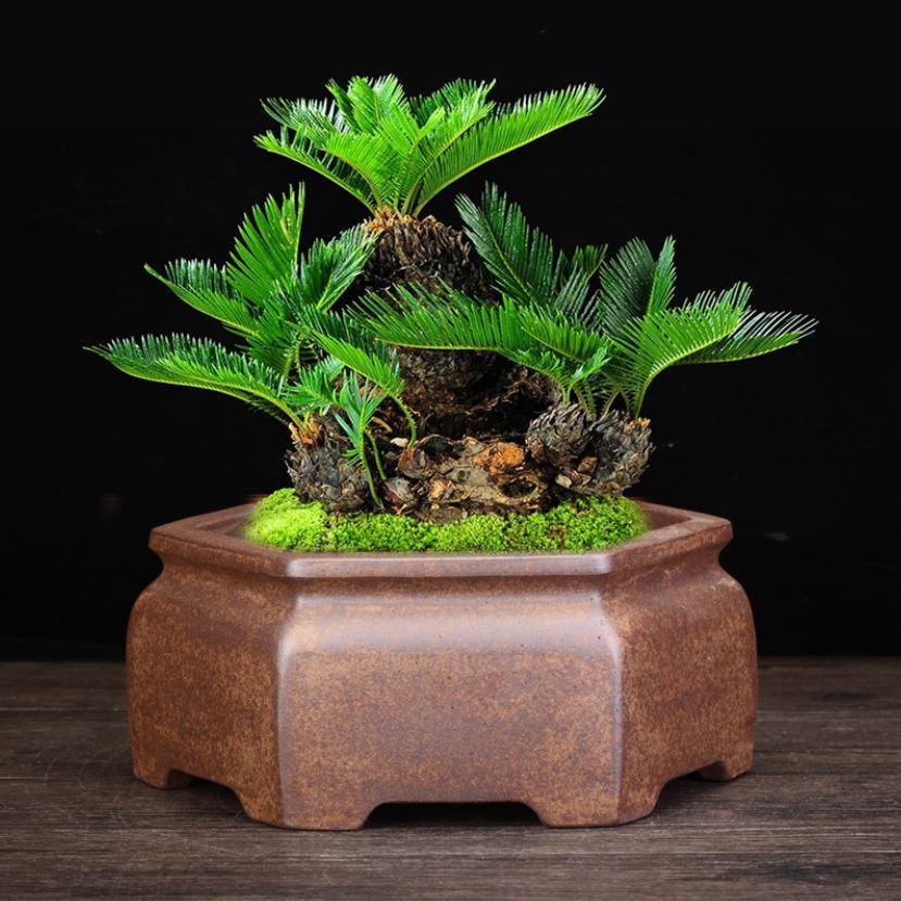 8" Premium Hexagonal Unglazed Bonsai Pot - Potscape