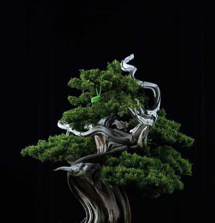Driftwood Bonsai Tree