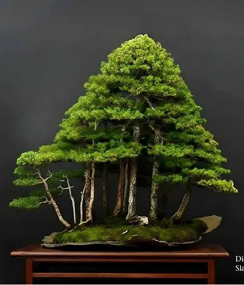 Potscape | Shop Beautiful Bonsai Pots For Your Tree – Mypotscape